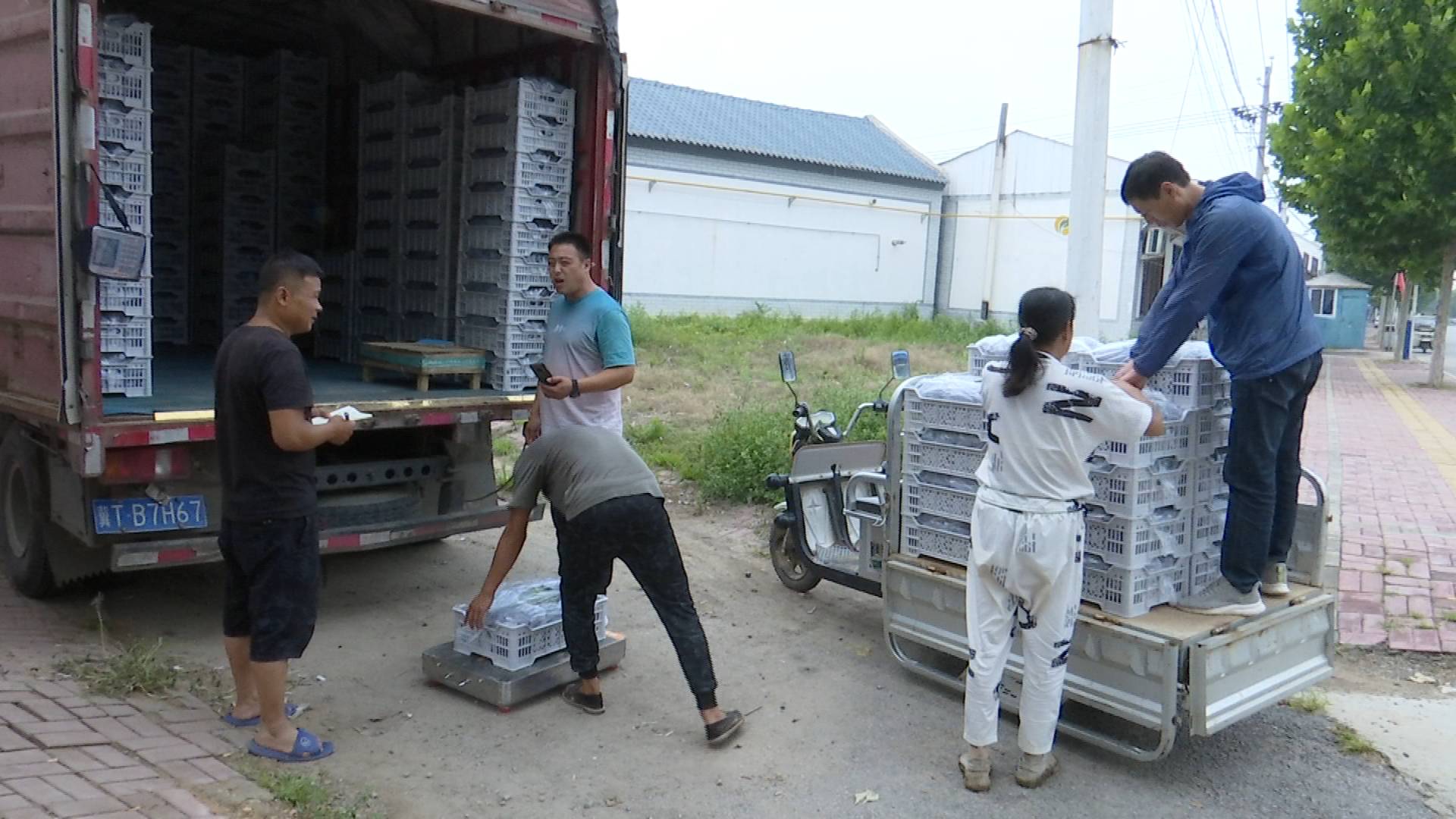 枣强县唐林镇:念好农业结构"调整经"让农民富起来